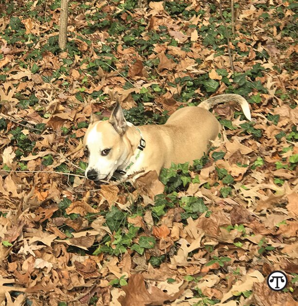 Mulligan the TurfMutt says homeowners should leave leaves on the lawn to make mulch.