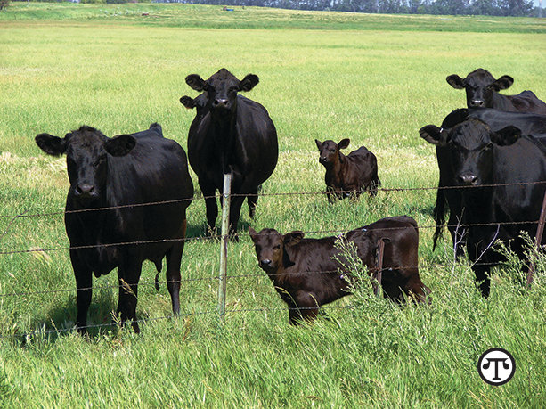 Early Treatment Key To Managing Seasonal Diseases In Cattle