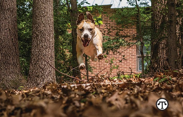 Mutt Mulligan, TurfMutt Spokesdog, Celebrates Adoptaversary, Her First Year Wearing The Superhero Cape