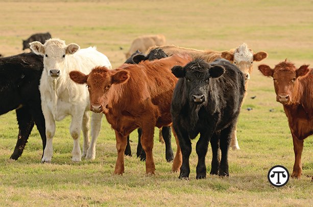 Planning, Early Treatment Key To Successful BRD Control In Cattle