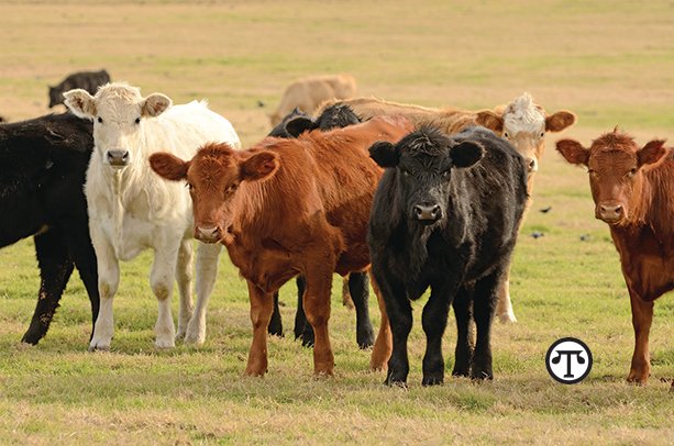 Keeping Livestock Healthy Made Easier