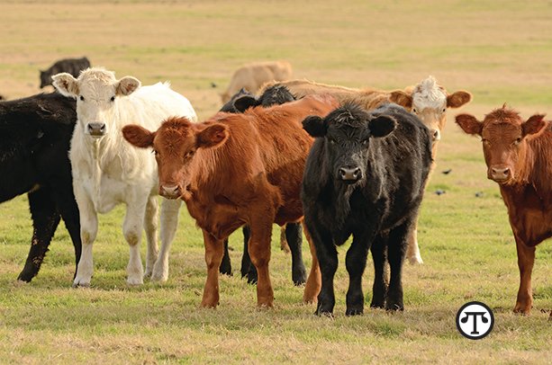 Controlling Seasonal Diseases In Cattle