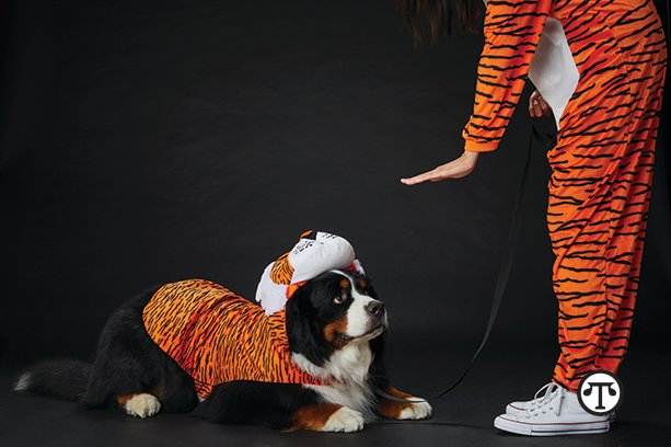 Five Ways To Treat Your Pet To A Spooky, Safe Halloween