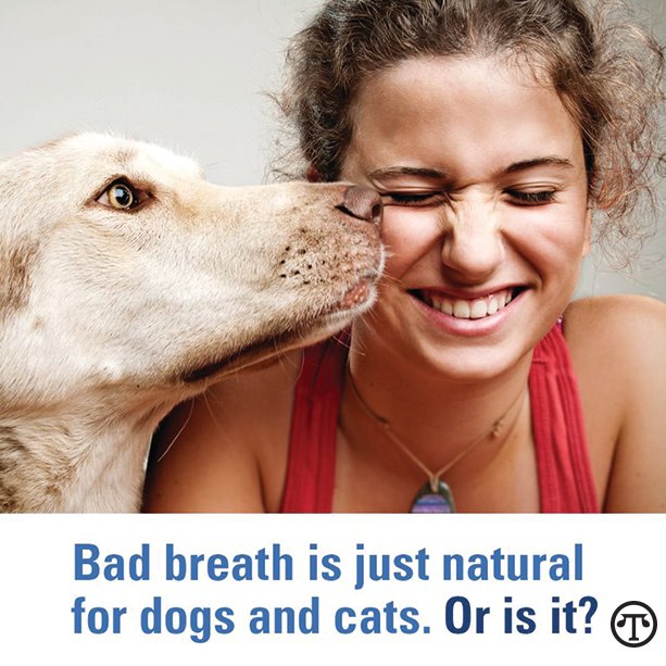 Bad Pet Breath Can Mean Health Issues