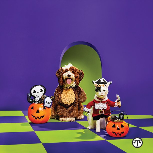 You can get your pets all set for Halloween and keep them safe as well.